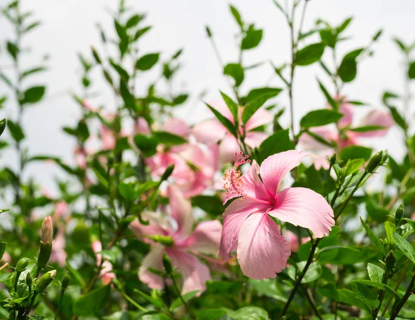 Ibisco o fiore di rosa cinese — Foto Stock