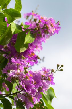 lagerstroemia floribunda jack çiçek 