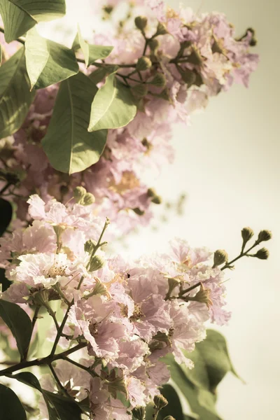 Lagerstroemia floribunda jack blomma — Stockfoto