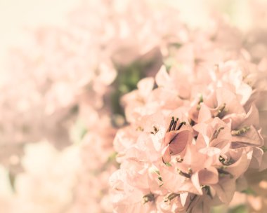 pembe Begonviller çiçek 