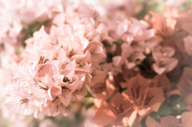 pembe Begonviller çiçek 