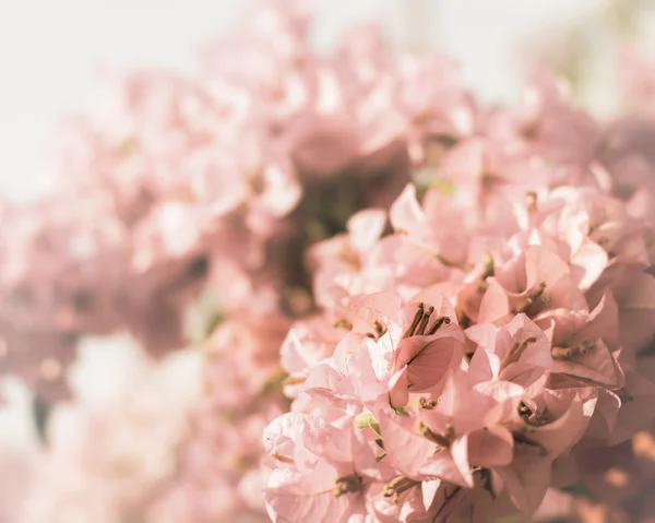 Rosa Bougainvillea-Blume — Stockfoto