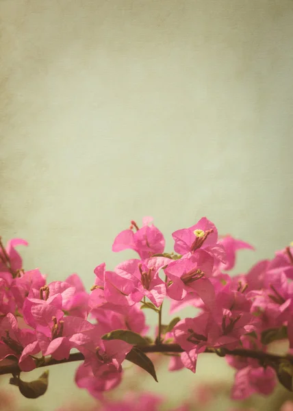 Bougainvillea rosa Fondo de flores — Foto de Stock