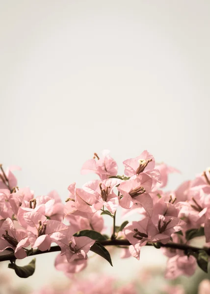 Blomman rosa bougainvillea — Stockfoto