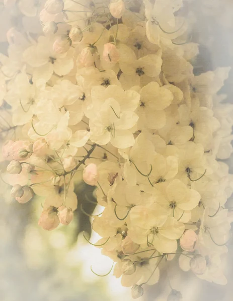 Flor de fístula de cassia — Foto de Stock