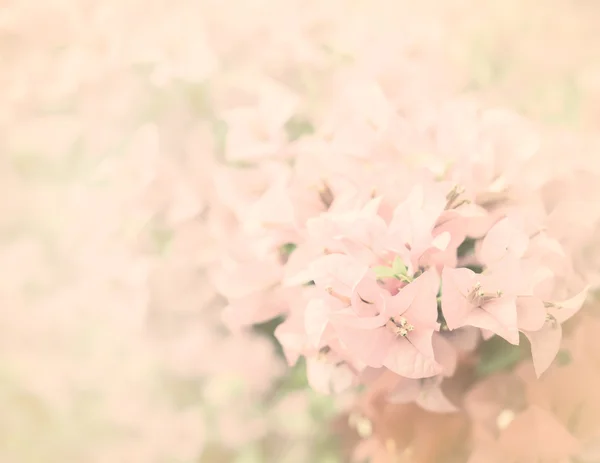Bougainvillea rosa Fondo de flores — Foto de Stock