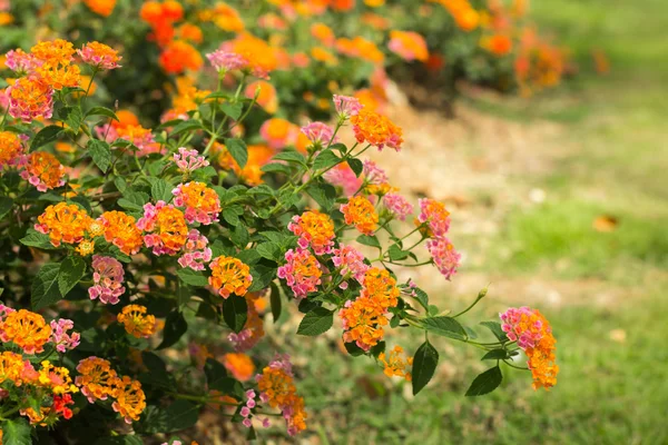 Lantana camara çiçek 