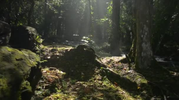 Spacerując Bujnym Lesie Deszczowym Liści Strumieniem Płynącym Nad Meczetowymi Skałami — Wideo stockowe