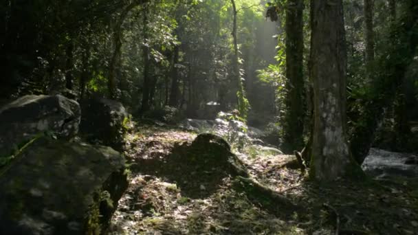 Kráčet Džungle Nádhernou Scenérií Potoka Vody Tekoucí Přes Skály Přes — Stock video
