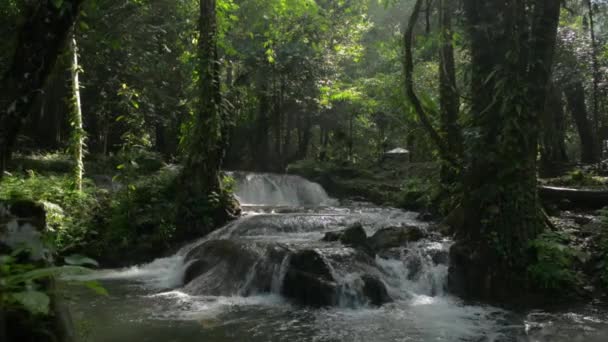 Panning Shot Beautiful Cascade Flowing Lush Foliage Plants Sunlight Tropical — Stock Video