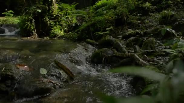 Tropikal Ormanlardaki Ağaçların Gölgesinin Altındaki Yeşil Bitkilerin Arasından Yosunlu Kayaların — Stok video