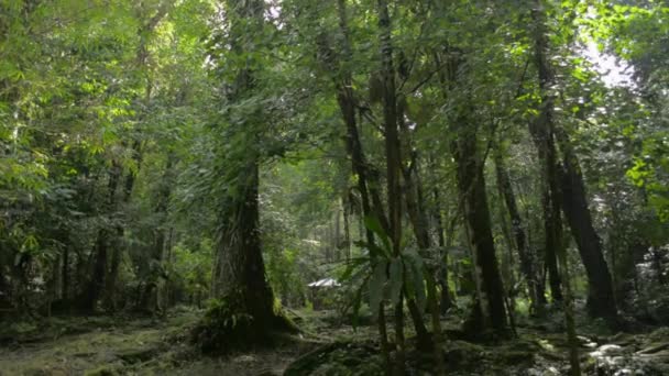 Panoreringsskudd Stille Frodig Tropisk Skog Morgenen Landskap Med Grønt Friskt – stockvideo