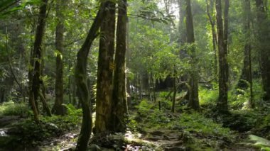 Yaz sabahı güneş ışığı altında kayaların üzerinden akan su akıntısı ile yeşil ormandaki sakin manzara. Ormandaki manzara manzarası. Phang Nga Eyaleti. Tayland.