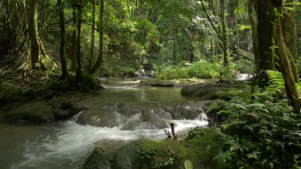 Tropikal Yağmur Ormanlarında Güneş Işığı Altında Yosunlu Kayaların Üzerinden Akan — Stok video
