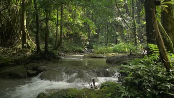 Panning Kayaların Üzerinden Akan Akıntısı Ile Ormanın Güzel Manzarasını Sabah — Stok video