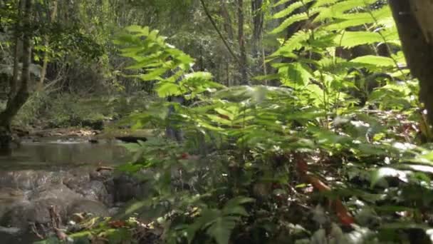 Kvinnlig Turist Med Ryggsäck Går Över Bäcken Skogen Sommarresan Thailand — Stockvideo