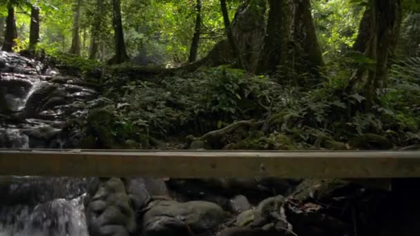 속에서 아름다운 경치의 폭포가 펼쳐진다 밀림에 나뭇잎 식물을 흐르는 아름다운 — 비디오