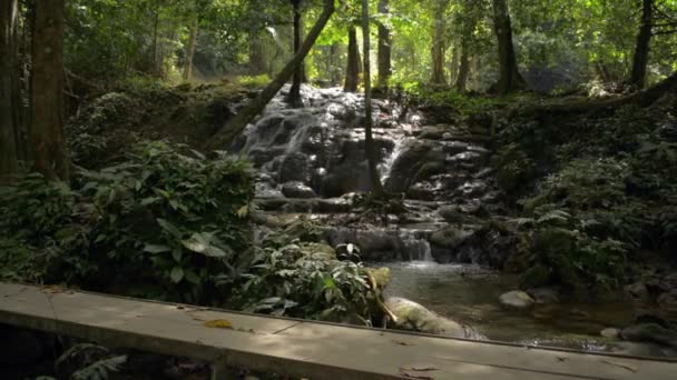 Sırt Çantalı Asyalı Bir Turist Ahşap Köprüdeki Gür Yaprak Ormanında — Stok video