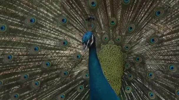 Erkek Hint Peafowl Veya Mavi Peafowl Güzel Büyük Tüylerini Gösteriyor — Stok video