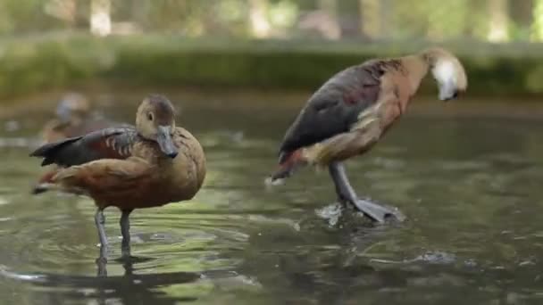 Lesser Whistling Teals Tree Nesting Ducks Enjoying Cleaning Feathers Pool — Stock Video