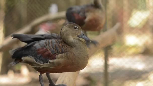 Close Lesser Whistling Teals Tree Nesting Ducks Perched Log Cleaning — Stock Video