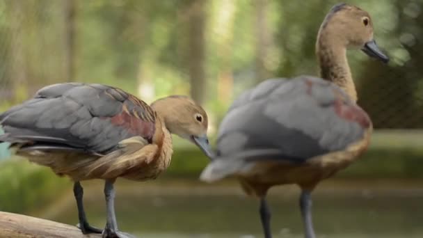 Kisebb Fütyülő Gombák Vagy Fafészekrakó Kacsák Ültek Egy Fatörzsön Medence — Stock videók
