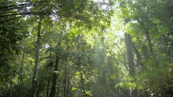 Vakkert Landskap Naturlige Grønne Trær Tropisk Skog Solstrålen Morgenen Stillhetsscene – stockvideo