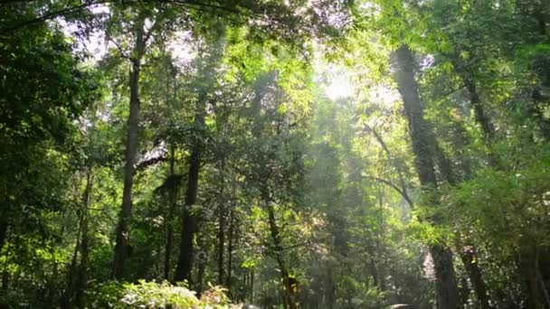 Morgenlandskap Med Frodige Løvtrær Solstrålen Tropisk Regnskog Vidunderlig Naturskjønne Skogland – stockvideo