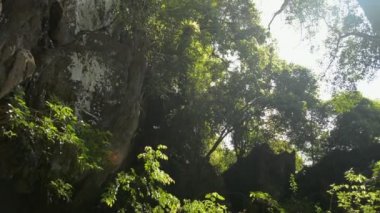 Manzara, kireçtaşı dağındaki mağaranın önündeki yeşil bitkilerin sabah güneşi altında büyüdüğünü gösteriyor. Gezgin kâşif. Manzaralı tropikal doğa.