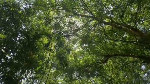 Вид Знизу Пишне Листя Дерев Полудневим Сонцем Прогулянки Тропічному Лісу — стокове відео