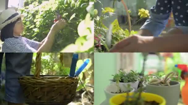 Колаж Азіатки Займається Домашнім Садівництвом Догляд Рослин Хобі Дозвілля Здоровий — стокове відео