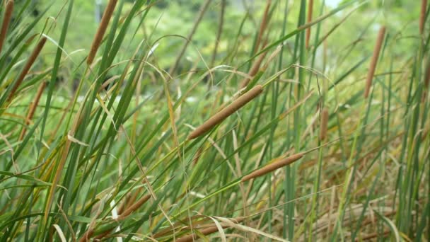 Typha Angustifolia Creciendo Estanque Balanceándose Por Viento Durante Verano Parque — Vídeos de Stock