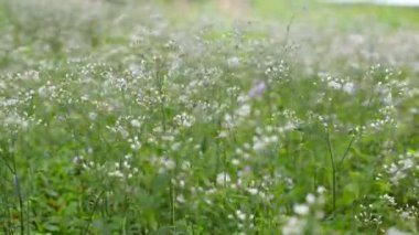 Çayırdaki çiçekler ilkbaharda rüzgarla çiçek açıyor ve sallanıyor. Tarlada yaz doğası. Güzel çimen çiçekleri arka plan.