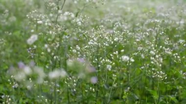 Çiçek açan çayır ilkbaharda rüzgarla savruluyor. Tarlada çiçek açan güzel çim çiçeklerini kapat. Mevsim doğa geçmişi.