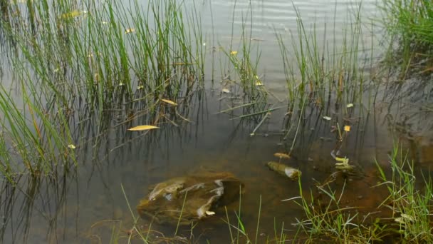 自然池に浮かぶ地衣類で覆われたプラスチックごみ 環境汚染問題 — ストック動画
