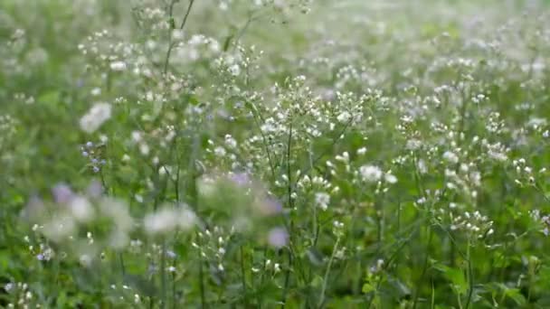 Prado Flor Balancea Por Viento Primavera Cerca Hermosas Flores Hierba — Vídeos de Stock