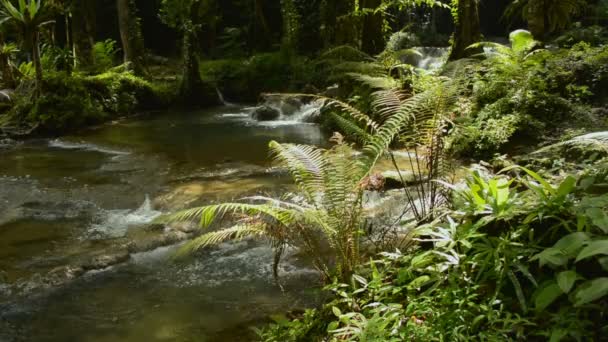 热带雨林附近的溪流边 生长着绿色蕨类和各种植物 在晨光下生长 户外追捕 大自然的美丽 — 图库视频影像
