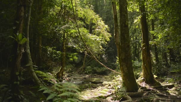 Szene Der Ruhe Tropischen Regenwald Unter Morgensonne Sonnenstrahlen Erleuchten Kleine — Stockvideo