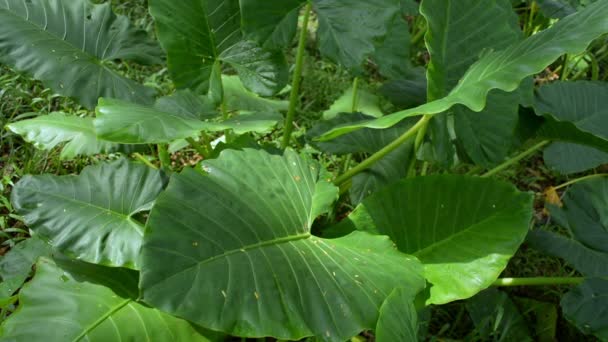 Fil Kulağı Yığını Cocoyam Bitkileri Sabah Güneşi Altında Rüzgarda Sallanıyorlar — Stok video