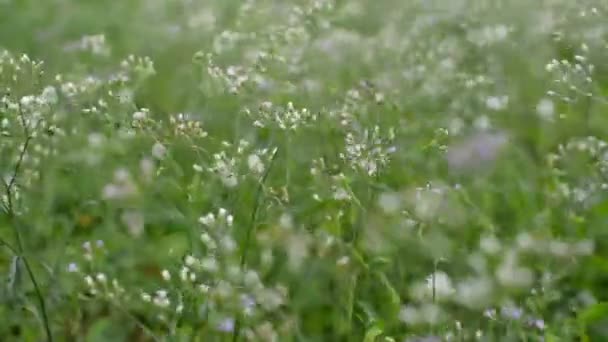 Ręka Kobiety Poruszającej Się Dotykającej Kwiatów Trawy Polu Dzikie Kwiaty — Wideo stockowe