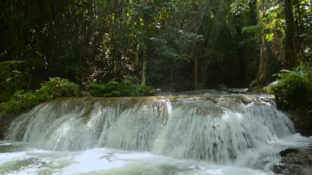 우림의 위로는 흐르고 밀림에 나뭇잎 식물들 사이에 폭포가 펼쳐져 아름다운 — 비디오