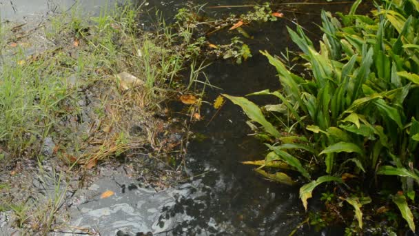 Plastikmüll Und Ölflecken Schwimmen Graben Müll Und Schmutz Vermischt Mit — Stockvideo