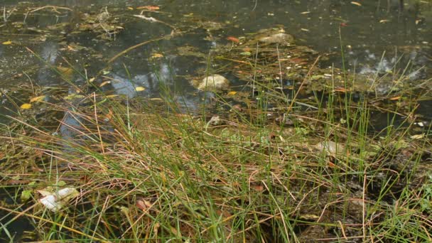 Plastikabfälle Und Abwässer Die Sich Natürlichen Graben Mit Verwesenden Pflanzen — Stockvideo