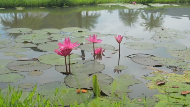 Цветки Розового Лотоса Цветут Естественном Пруду Спокойная Сцена Болота Цветущей — стоковое видео