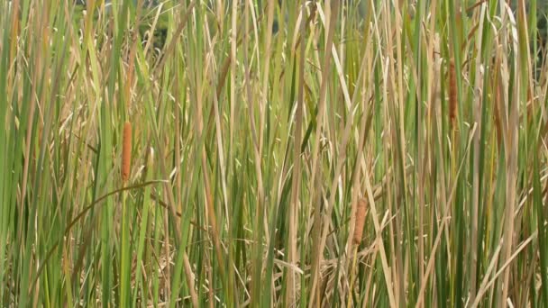 Cattail Denso Typha Latifolia Crescendo Nos Pântanos Balançando Pelo Vento — Vídeo de Stock