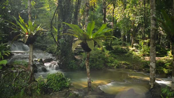 Splendida Foresta Pluviale Tropicale Con Ruscello Acqua Che Scorre Sulle — Video Stock