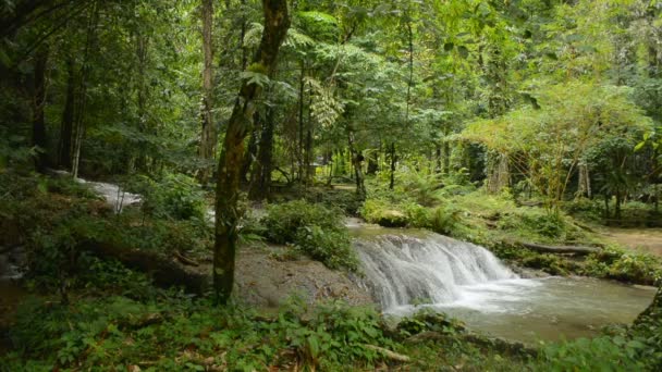 Scenery Landscape Tropical Rainforest Water Stream Flowing Rocks Green Plants — Vídeo de Stock
