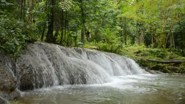Close Water Stream Flowing Cascade Pond Tropical Rainforest Rainy Season — Stock Video