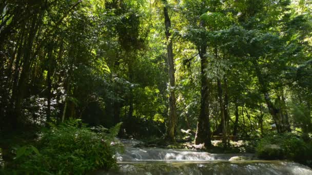 Morning Scenery Lush Foliage Trees Sunlight Creek Flows Rocks Plants — 비디오