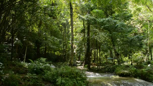 Morning Scenery Lush Foliage Woodland Creek Flowing Rocks Shade Trees — Vídeo de Stock